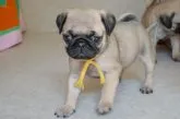 パグ【茨城県・女の子・2021年4月12日・フォーン】の写真2