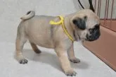 パグ【茨城県・女の子・2021年4月12日・フォーン】の写真3
