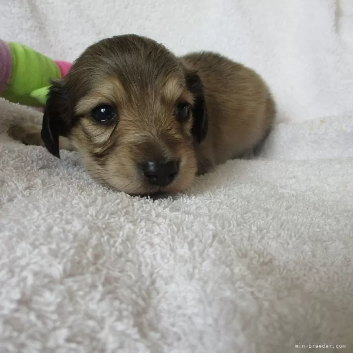 ID：2502-02677の子犬