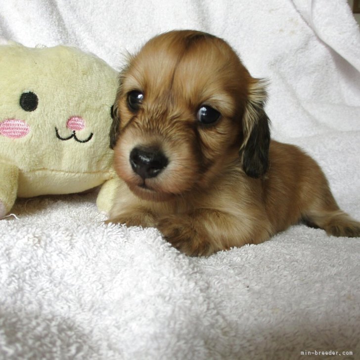 ブリーダー画像