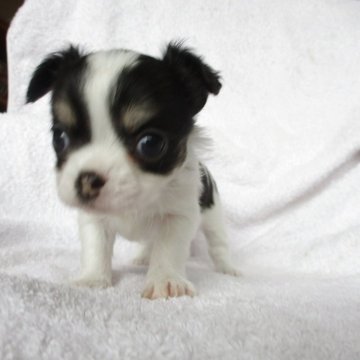 チワワ(ロング)【茨城県・男の子・2025年10月10日・ブラックタンホワイト】の写真「お顔の詰まった男の子」