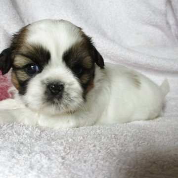 シーズー【茨城県・女の子・2025年9月28日・ゴールドホワイト】の写真「可愛いお顔の女の子」