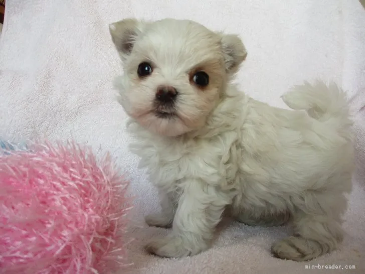 ID：2202-01211の子犬