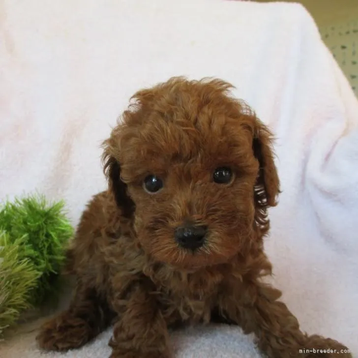 ID:2209-02840の子犬