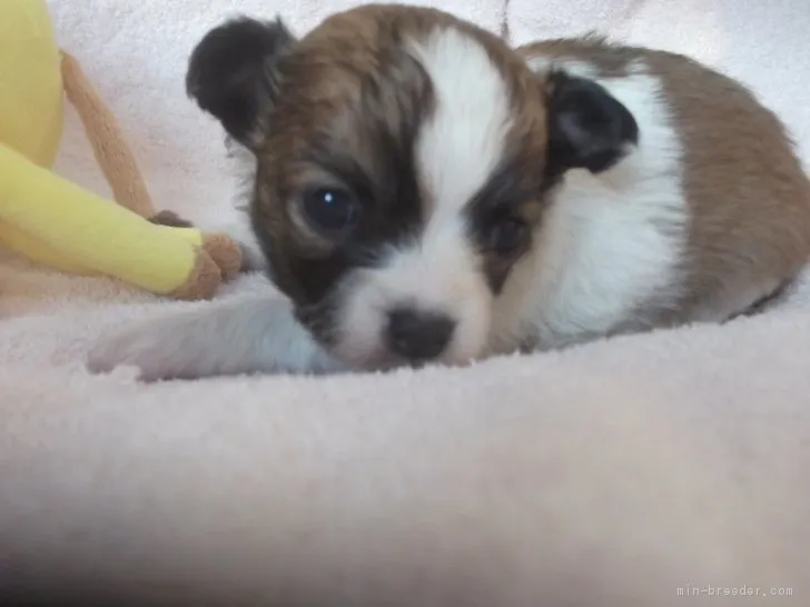 ID：1901-00771の子犬