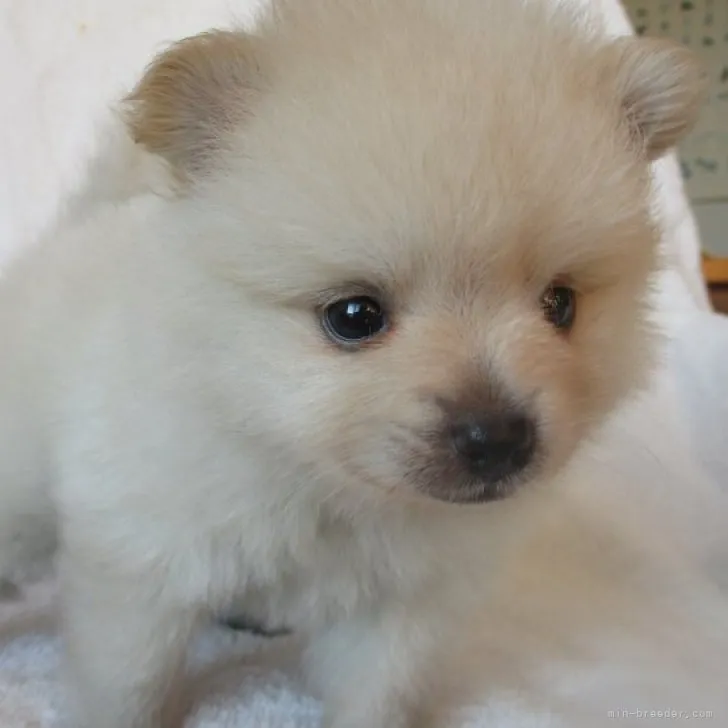 ID:2309-01189の子犬