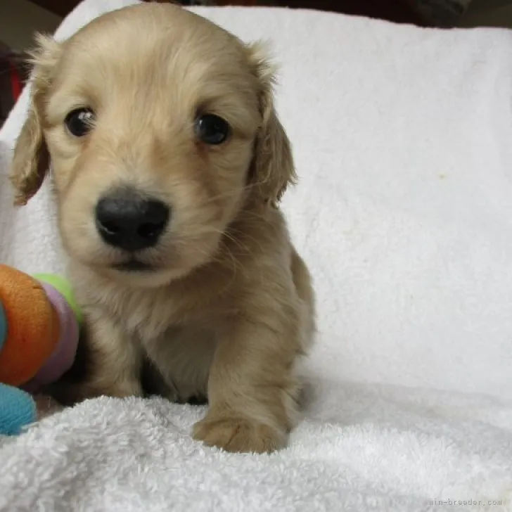 ID：2303-00315の子犬