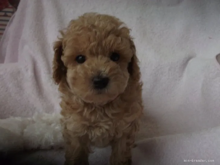 ID：2107-01629の子犬