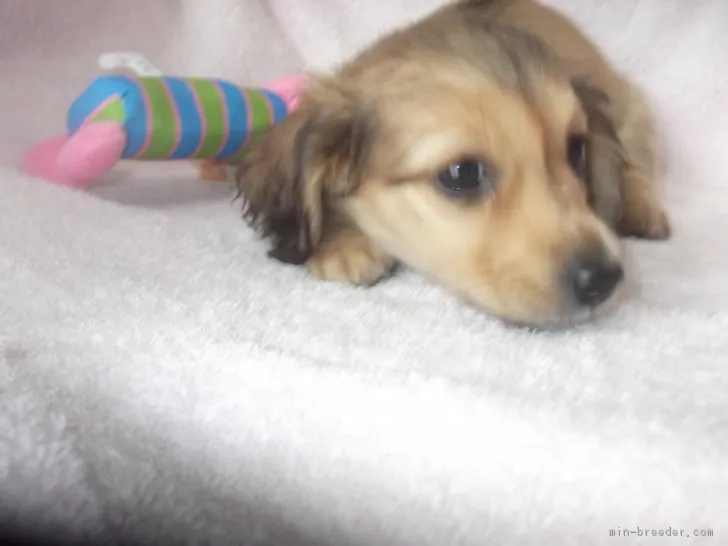 ID：1810-02446の子犬
