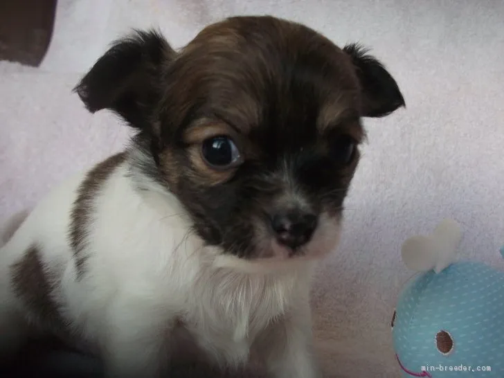 ID：2012-03633の子犬