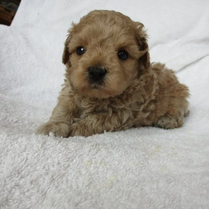 ID:2306-01103の子犬