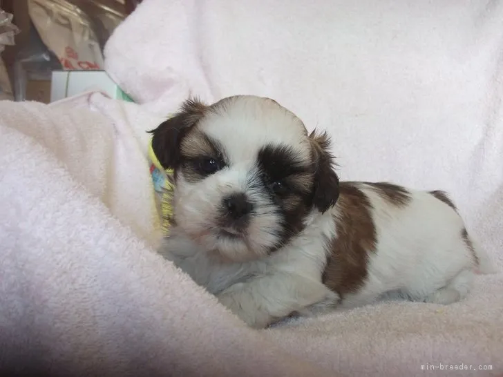ID：1812-00053の子犬
