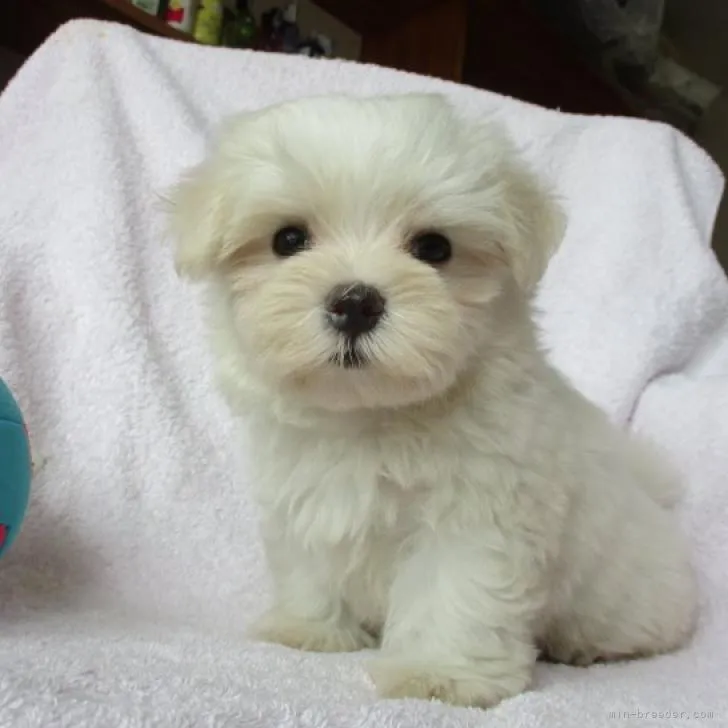 ID:2207-04065の子犬