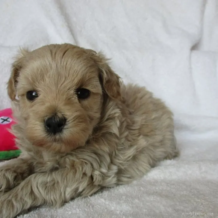 ID：2306-01108の子犬