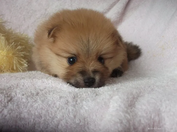 ID：1909-01645の子犬