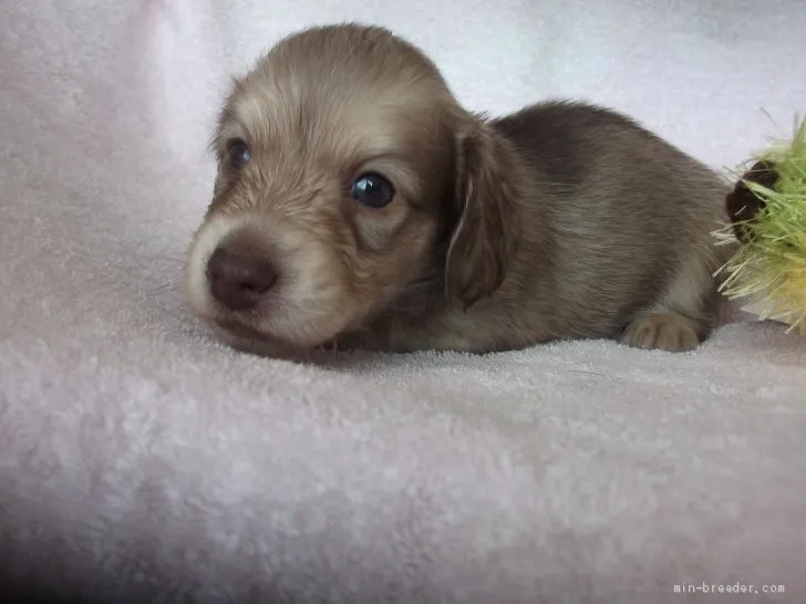 ID：1912-03038の子犬