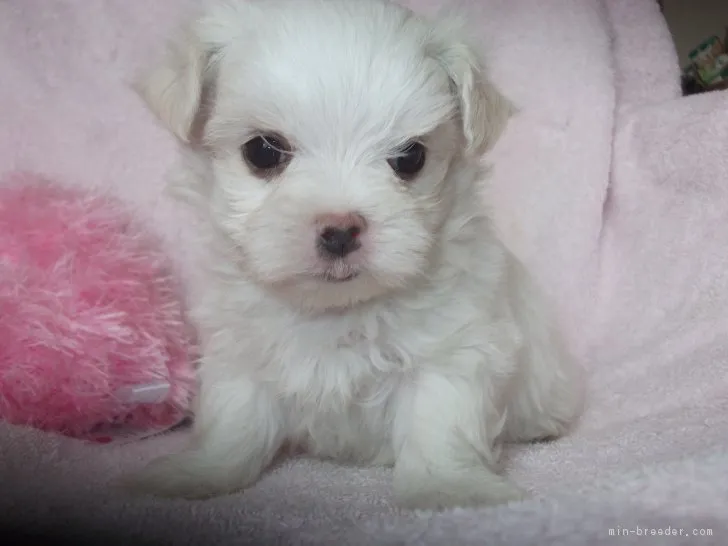 ID：1811-02587の子犬