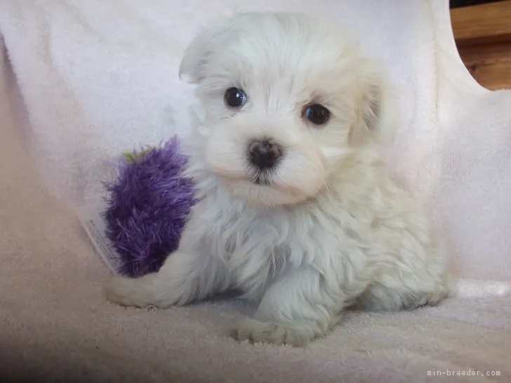 ID:1802-00234の子犬