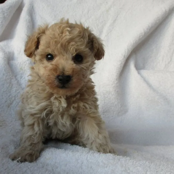 ID:2301-05528の子犬
