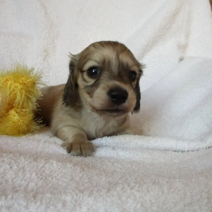 ID:2302-01797の子犬
