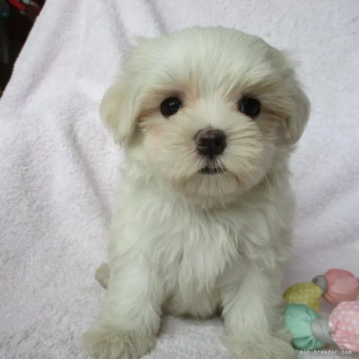 ID:2207-04067の子犬