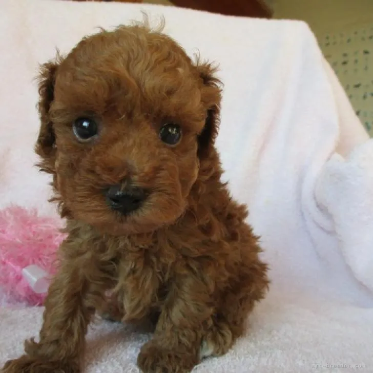 ID:2209-02848の子犬