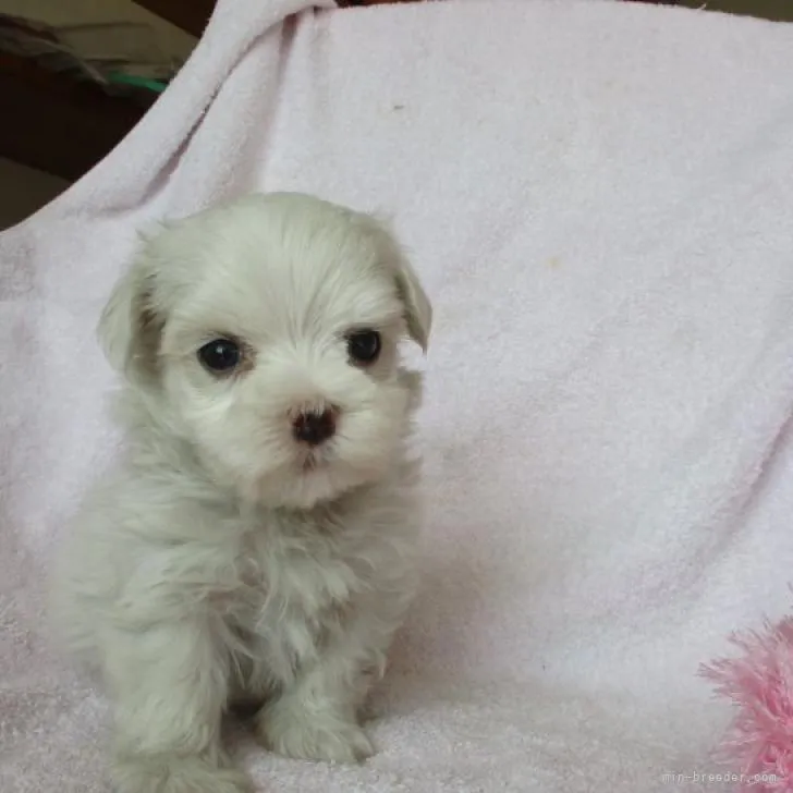 ID：2207-03452の子犬