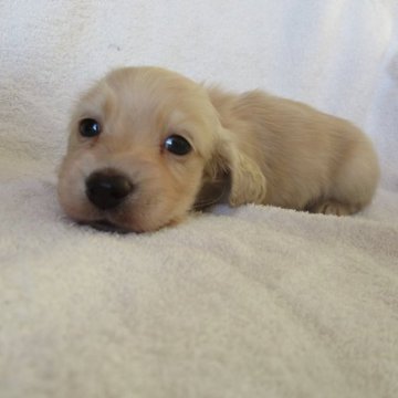 ミニチュアダックスフンド(ロング)【茨城県・男の子・2023年11月9日・イエロー】の写真「お顔の可愛い男の子」