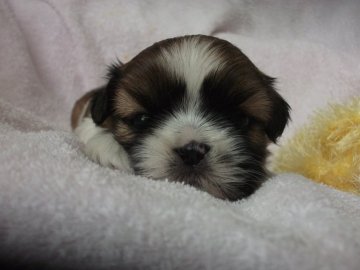 シーズー【茨城県・男の子・2020年11月26日・ゴールドホワイト】の写真「お顔の可愛い男の子」