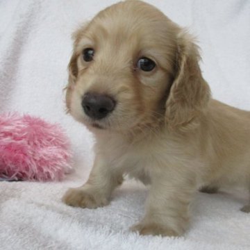 ミニチュアダックスフンド(ロング)【茨城県・女の子・2023年7月26日・イエロー】の写真「血統の良い女の子」