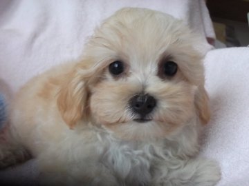 プードル×マルチーズ【茨城県・女の子・2019年6月4日・クリーム】の写真「可愛いお顔の女の子」