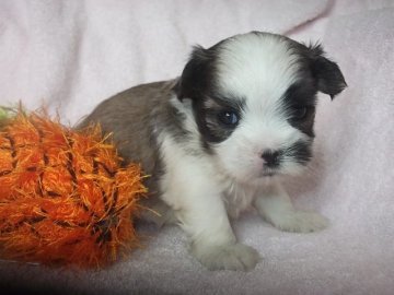 母親シーズ 父親マルチーズのミックスです【茨城県・男の子・2018年9月24日・ホワイト ゴールドです】の写真「母親シーズ　父親マルチーズのミックスです」