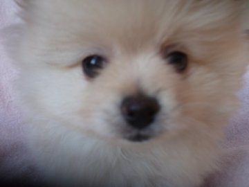 ポメラニアン【茨城県・男の子・2020年1月3日・クリーム】の写真「お顔の可愛い男の子」
