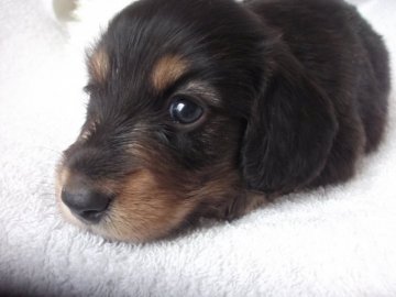 ミニチュアダックスフンド(ロング)【茨城県・男の子・2020年5月29日・ブラックタン】の写真「お顔の可愛い男の子」