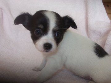 チワワ(ロング)【茨城県・女の子・2018年11月3日・ブラックタンホワイト】の写真「綺麗な色です」