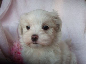 マルチーズ【茨城県・女の子・2019年11月29日・ホワイト】の写真「可愛い女の子です」