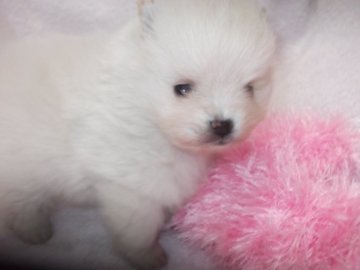 ポメラニアン【茨城県・女の子・2020年11月13日・クリーム】の写真「お顔詰まった女の子」