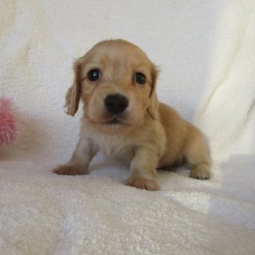 ミニチュアダックスフンド(ロング)【茨城県・女の子・2023年11月9日・イエロー】の写真「お顔の可愛い女の子」