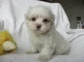 マルチーズ【茨城県・男の子・2023年8月1日・ホワイト】の写真2「9月17日撮影」