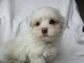 マルチーズ【茨城県・男の子・2023年8月1日・ホワイト】の写真4「9月17日撮影」