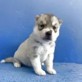 シベリアンハスキー