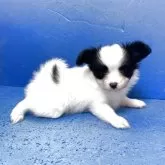 パピヨン