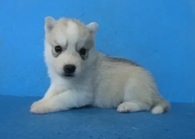 ID:2004-01820の子犬
