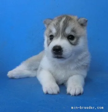 ID：1807-03000の子犬