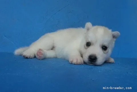 ID：2109-00530の子犬