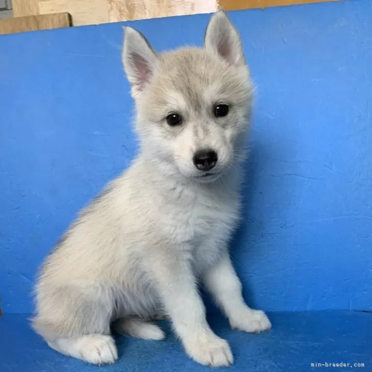 ID:2404-04476の子犬