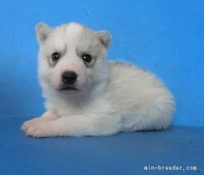 ID:1802-01037の子犬
