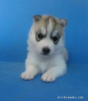 ID：2110-03161の子犬