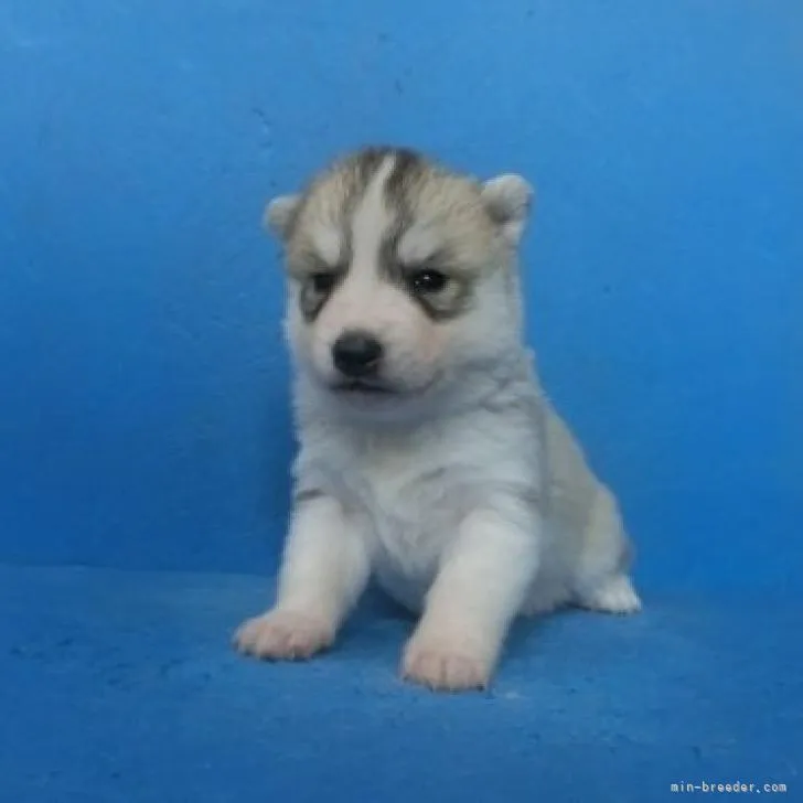 ID：2212-01999の子犬