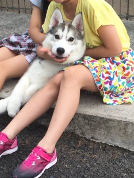 シベリアンハスキー【埼玉県・男の子・2019年1月12日・シルバー&ホワイト】の写真「可愛いハスキーの男の子」